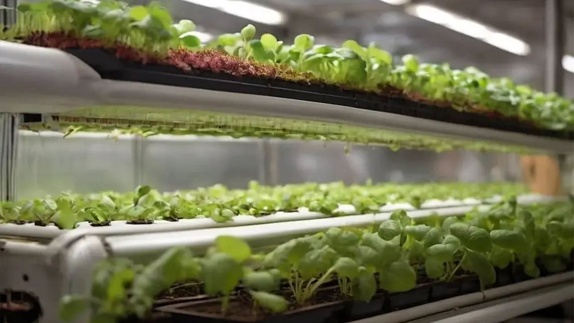 Best methods to grow food in a bunker when sunlight is gone