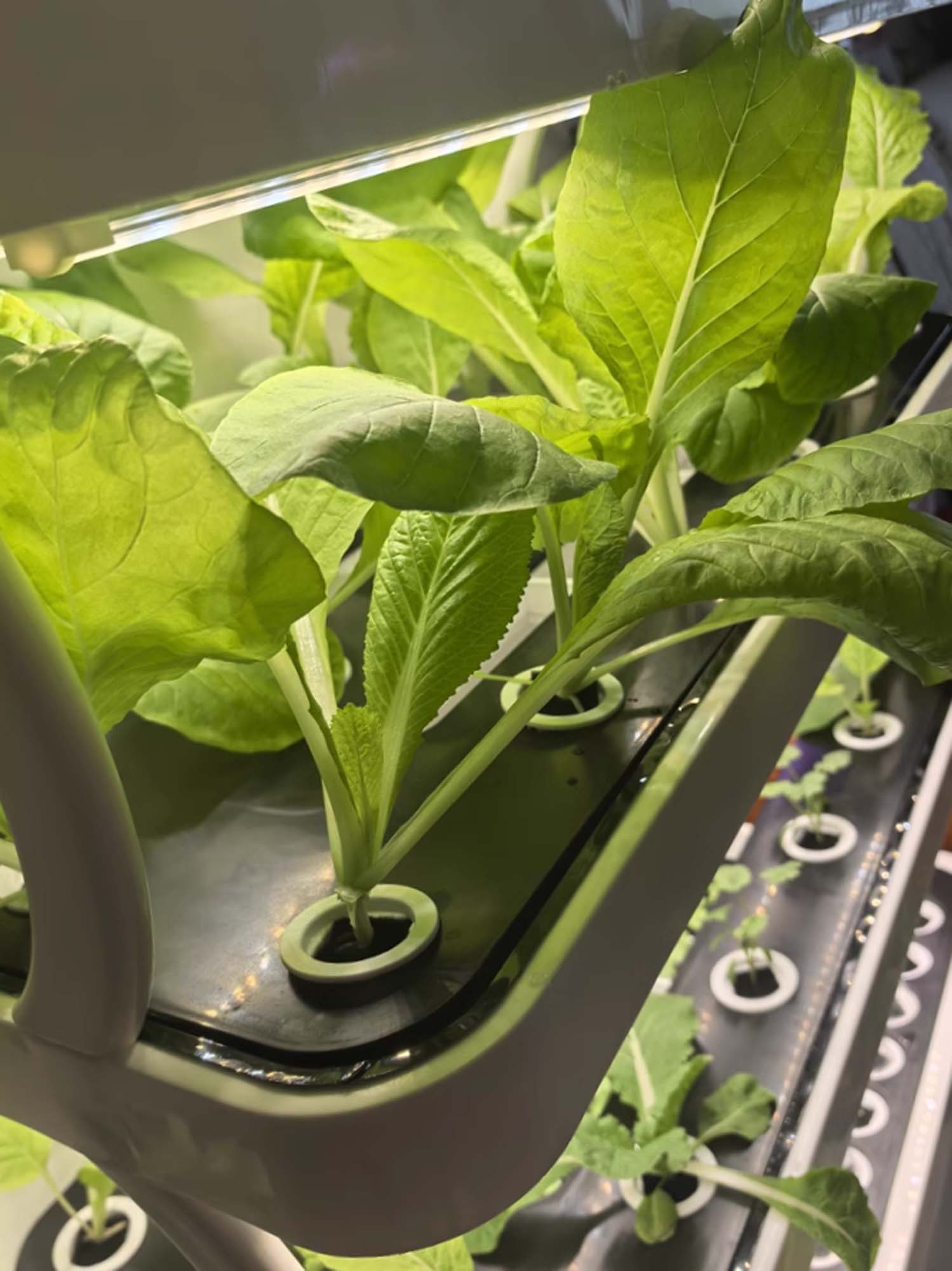 Hydroponic Grow Shelf Vegetables