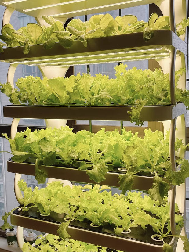 Hydroponic Grow Shelf