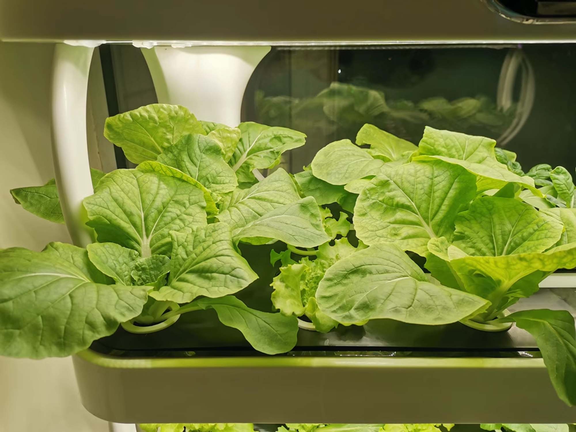 Hydroponic Grow Shelf Vegetables