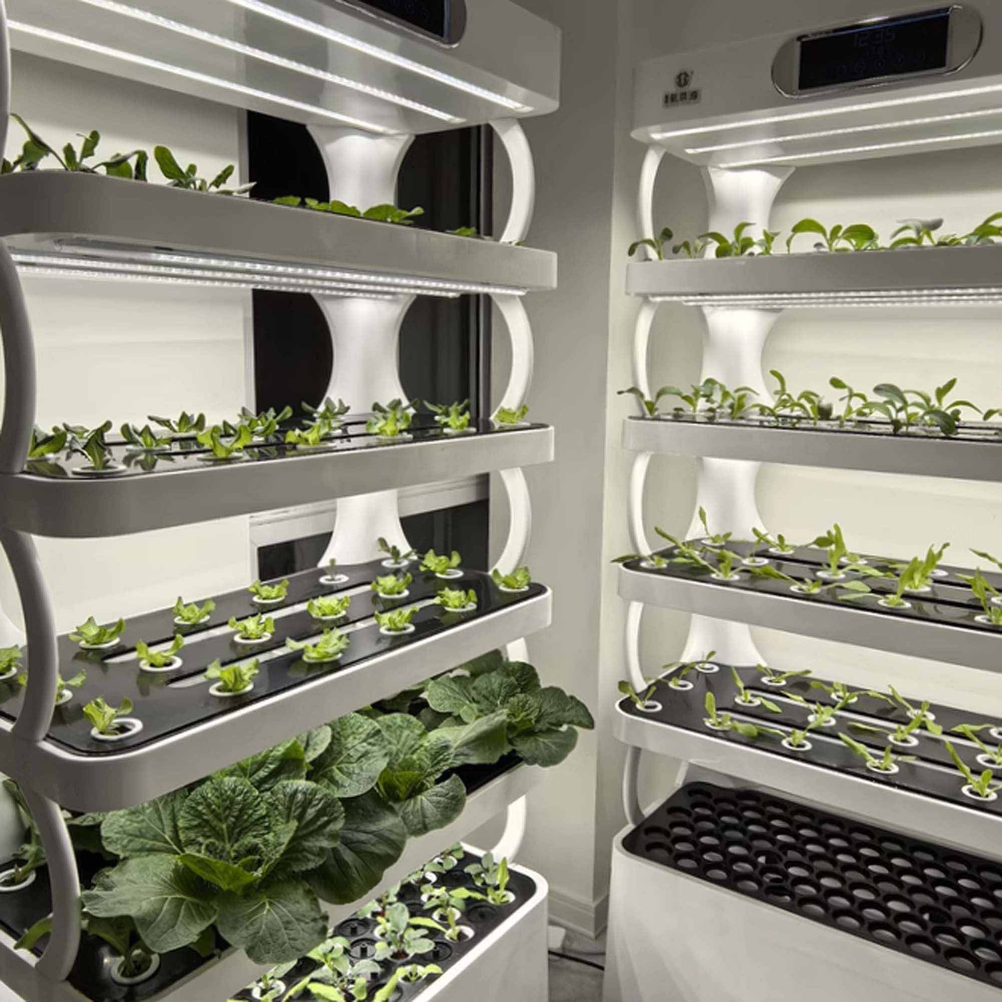 Hydroponic Grow Shelf