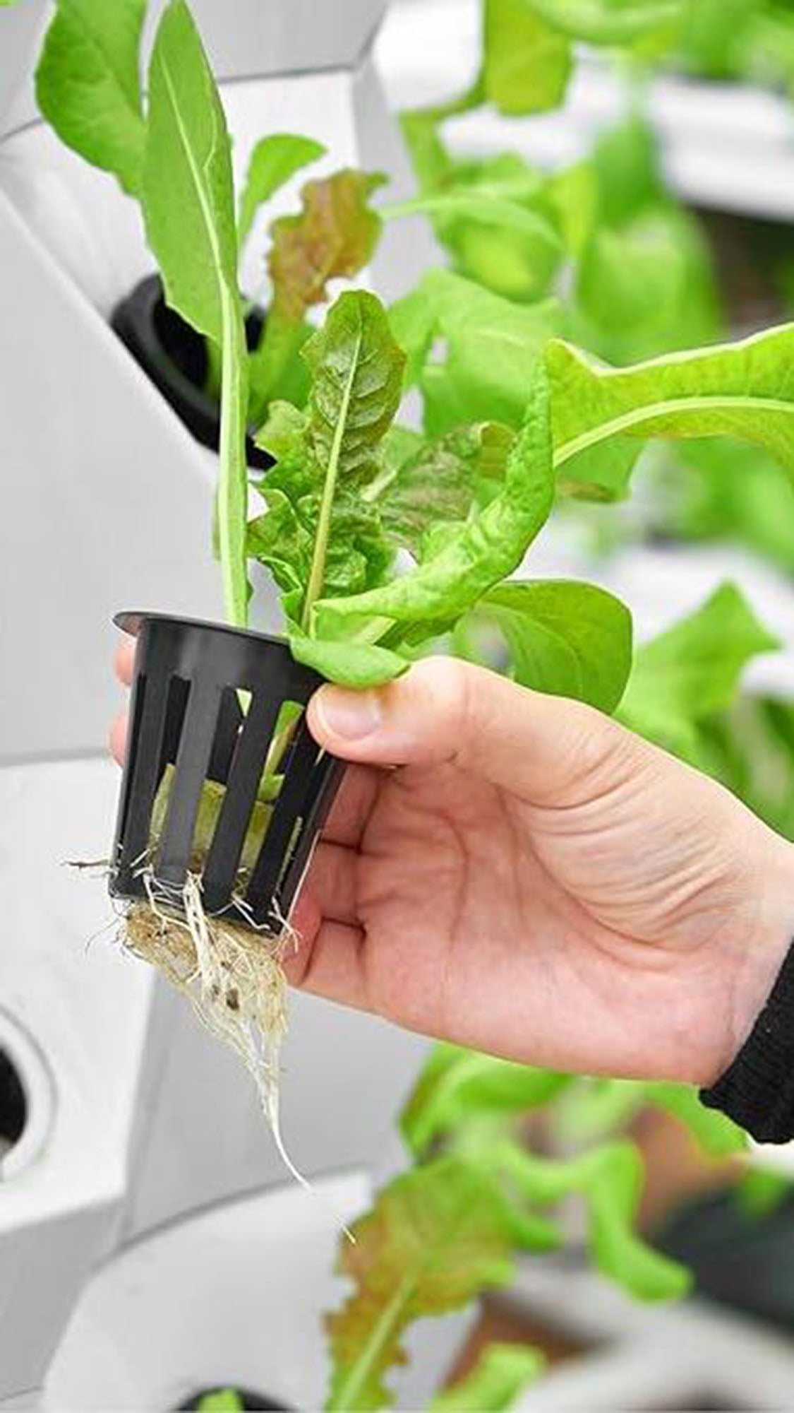 Hydroponic Grow Shelf Container