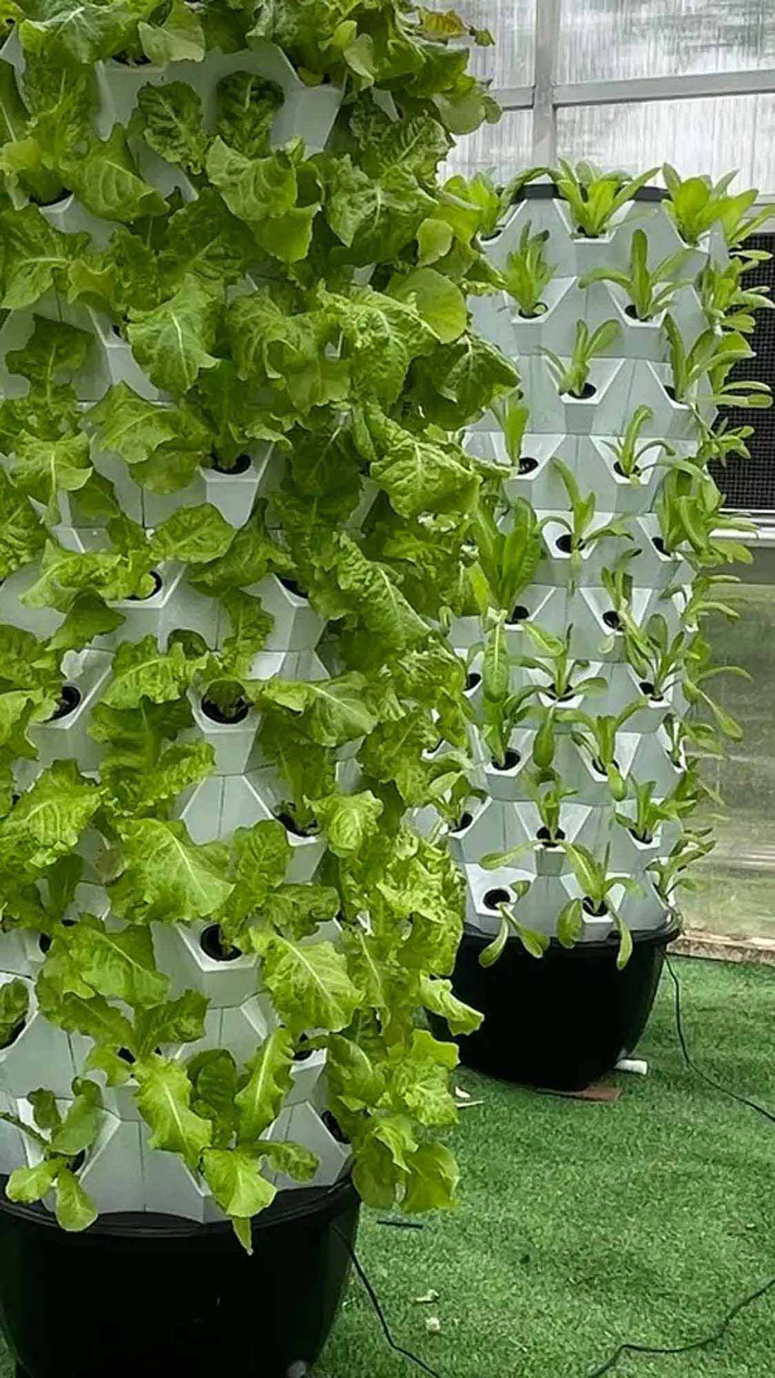Hydroponic Grow Shelf