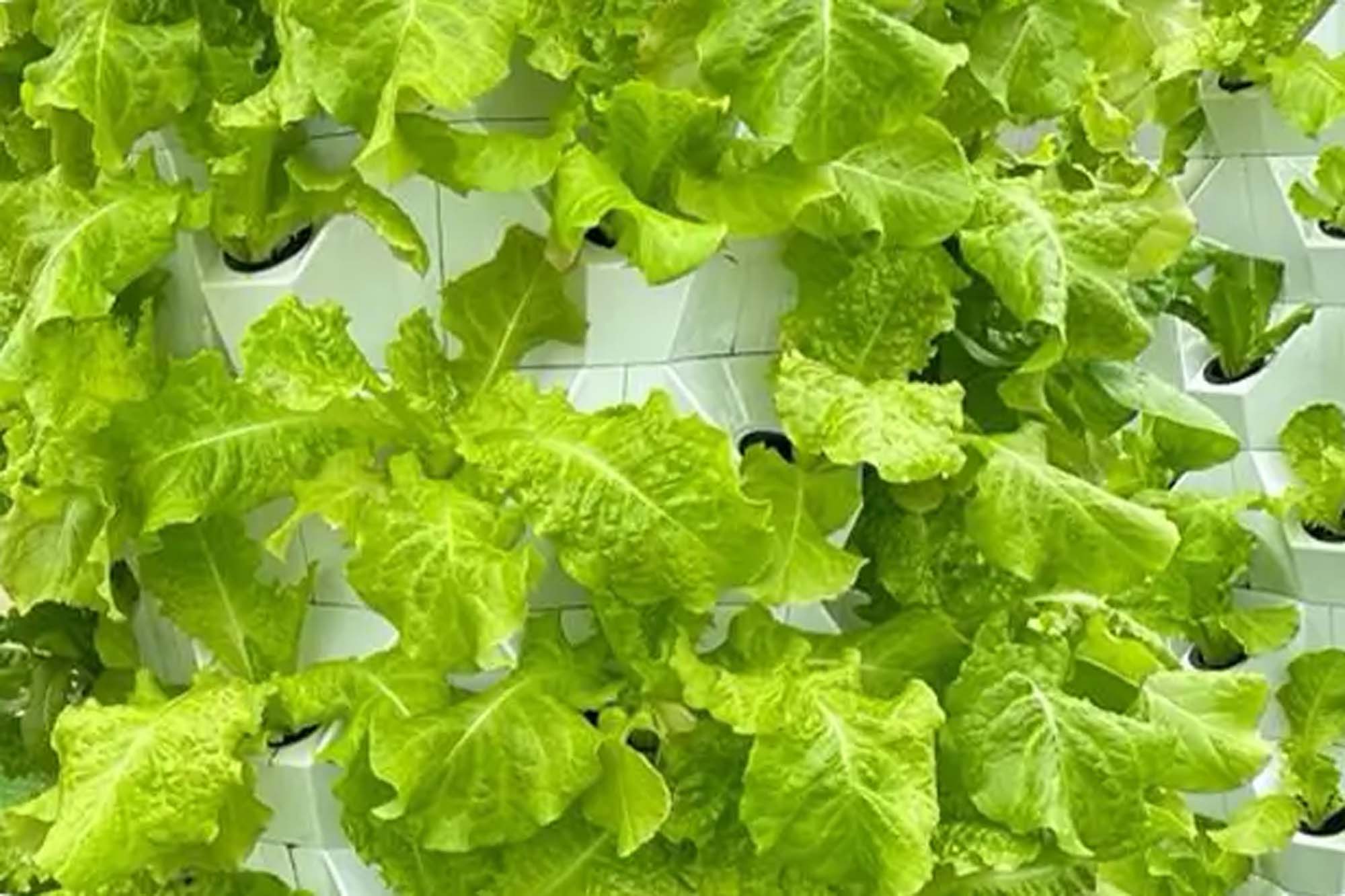 Hydroponic Grow Shelf Vegetables