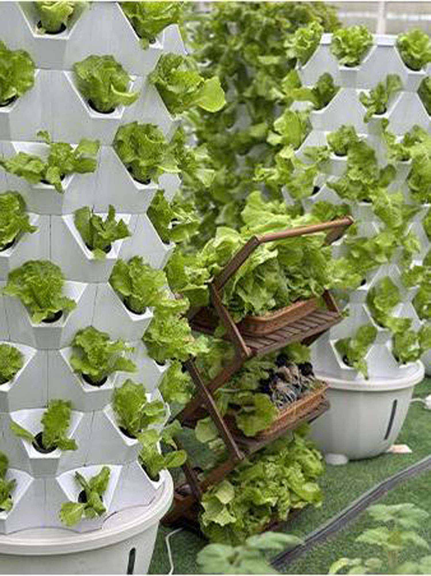 Hydroponic Grow Shelf