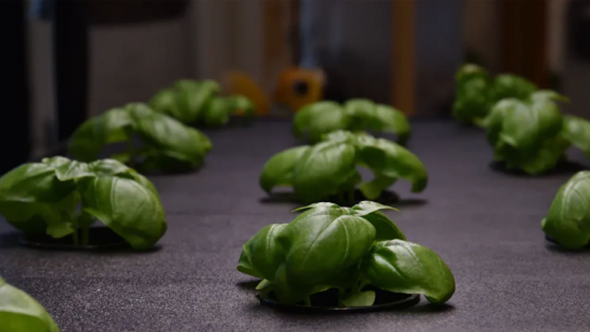 What are the top 3 best things to grow in a hydroponic growing system?